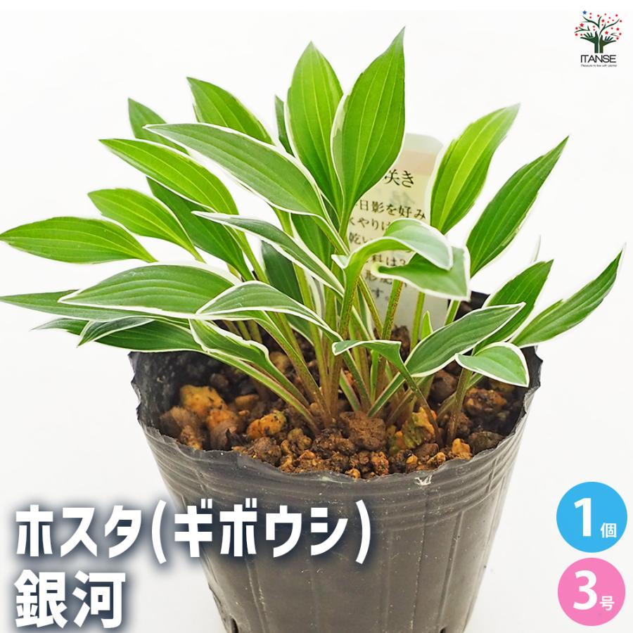 ホスタ(ギボウシ) 銀河 花苗 3号/1個売り 宿根草 庭園 草花