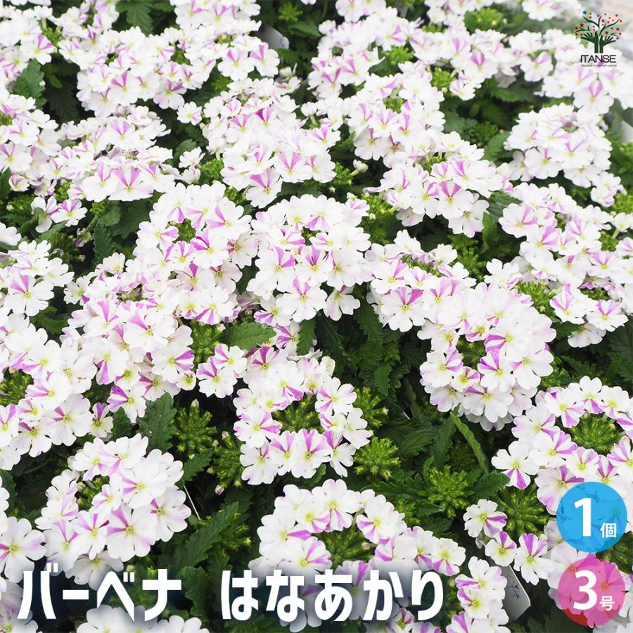 宿根バーベナ はなあかり 花苗 3号/1個売り Verbena 耐寒性多年草 寄