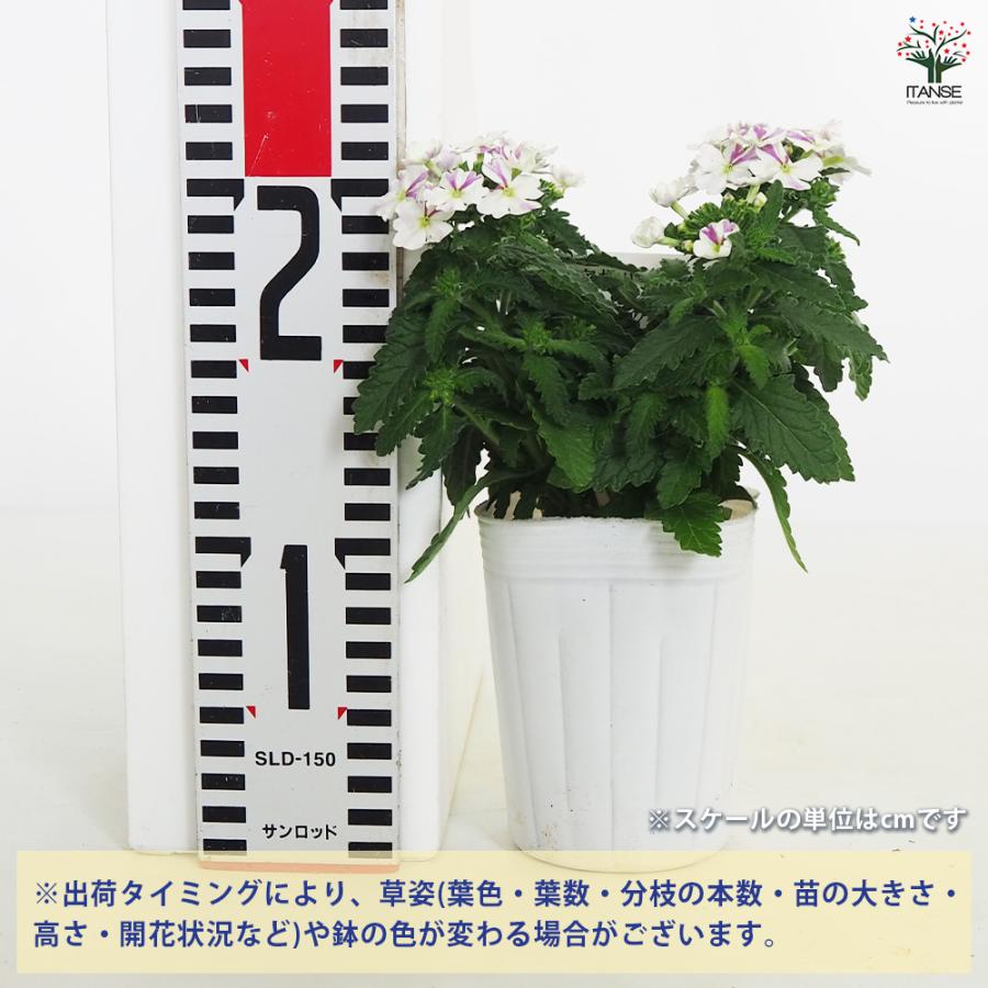 宿根バーベナ はなあかり 花苗 3号/1個売り Verbena 耐寒性多年草 寄