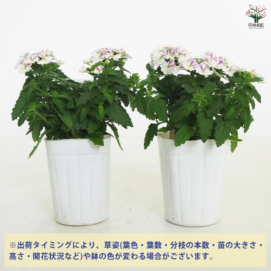 宿根バーベナ はなあかり 花苗 3号/1個売り Verbena 耐寒性多年草 寄