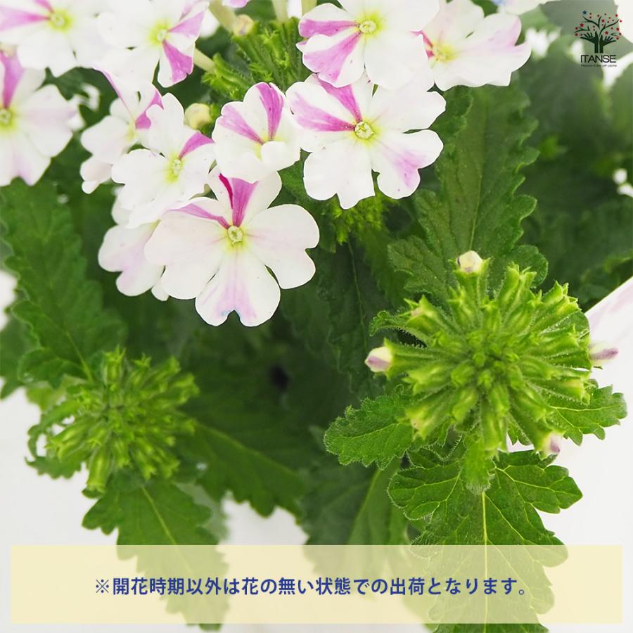 宿根バーベナ はなあかり 花苗 3号/1個売り Verbena 耐寒性多年草 寄
