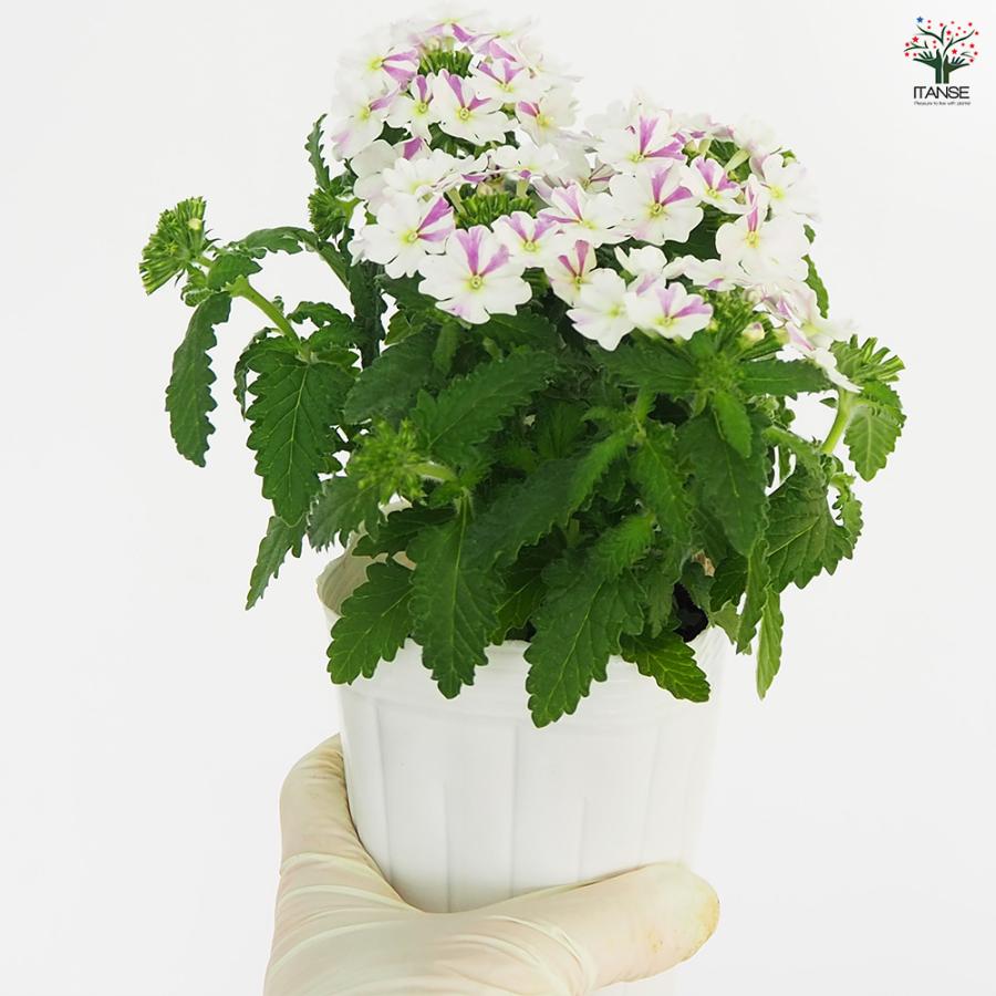 バーベナ　根付き苗　1苗 宿根バーベナ はなあかり 花苗 3号/1個売り Verbena 耐寒性多年草 寄