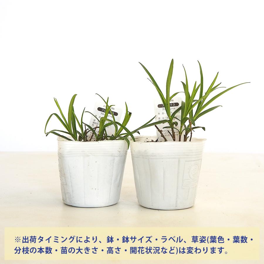 フロックス ブルーフレーム 花苗 3.5号/1個売り ハナシノブ科