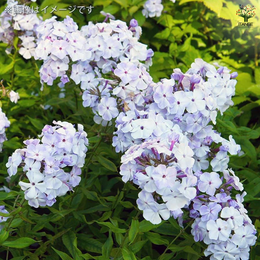 フロックス ブルーフレーム 花苗 3.5号/1個売り ハナシノブ科