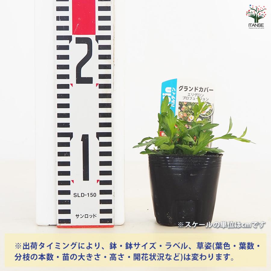 エリゲロン　3苗 エリゲロン プロフュージョン 花木苗 3号/お買い得2個セット アメリカ