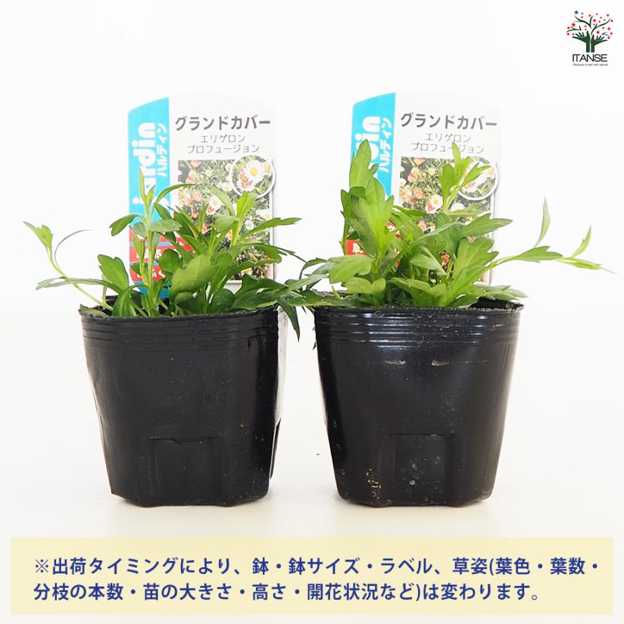 エリゲロン プロフュージョン 花木苗 3号/お買い得2個セット アメリカ