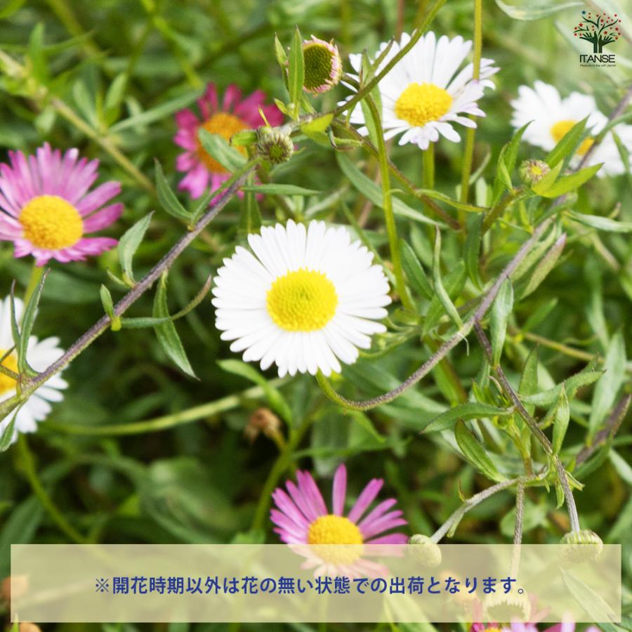エリゲロン プロフュージョン 花木苗 3号/お買い得2個セット アメリカ