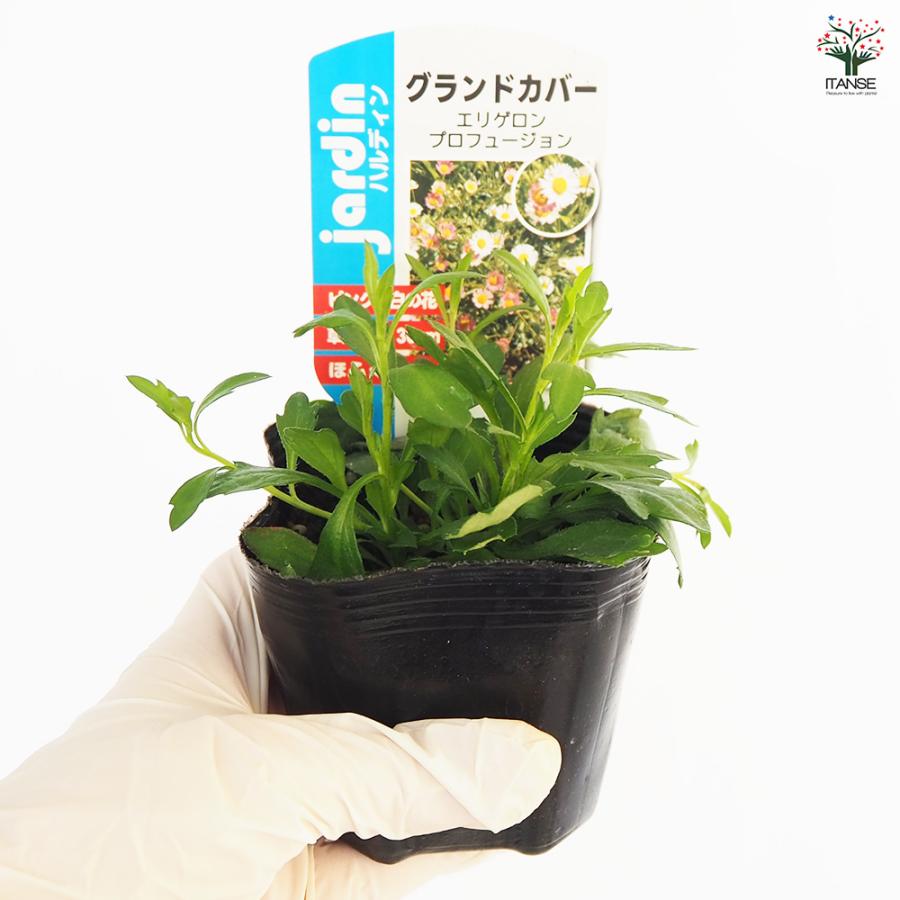 エリゲロン プロフュージョン 花木苗 3号/お買い得2個セット アメリカ