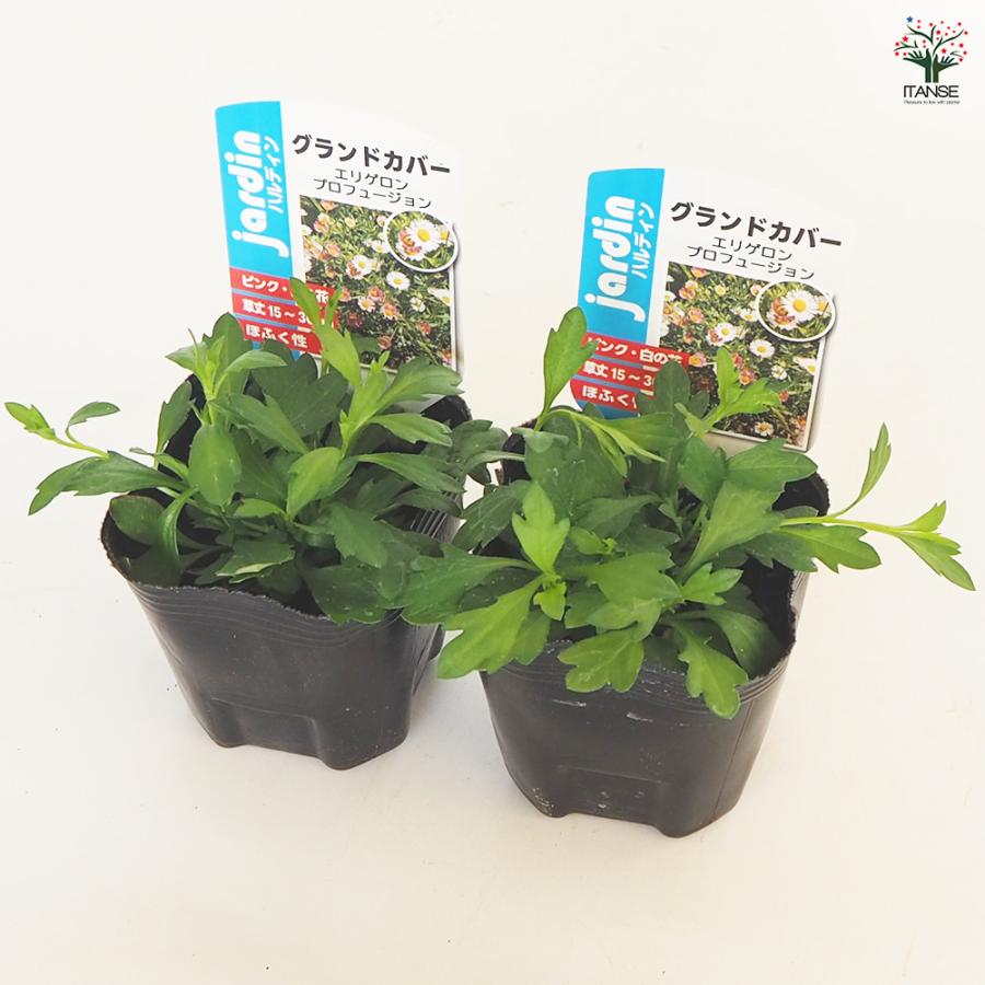 エリゲロン プロフュージョン 花木苗 3号/お買い得2個セット アメリカ