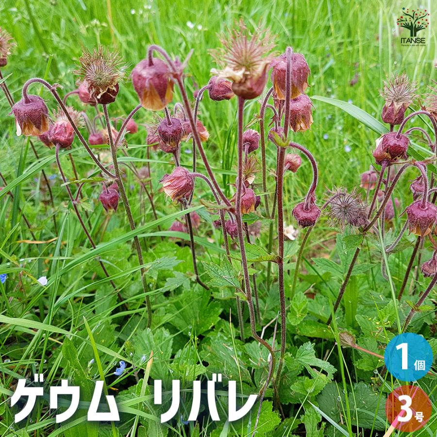 Riramon出品3苗 ゲウム リバレ 花苗 3号/1個売り 花の苗 花 苗 ガーデニング : 野菜苗