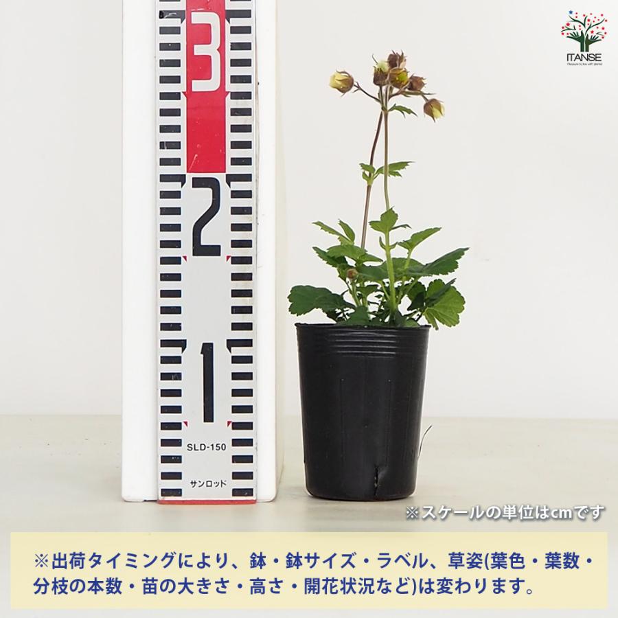 ゲウム リバレ 花苗 3号/1個売り 花の苗 花 苗 ガーデニング : 野菜苗