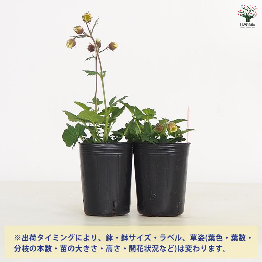 ゲウム リバレ 花苗 3号/1個売り 花の苗 花 苗 ガーデニング : 野菜苗