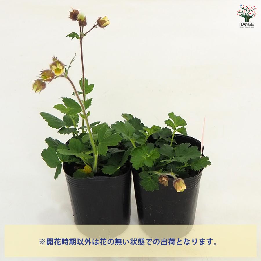ゲウム リバレ 花苗 3号/1個売り 花の苗 花 苗 ガーデニング : 野菜苗