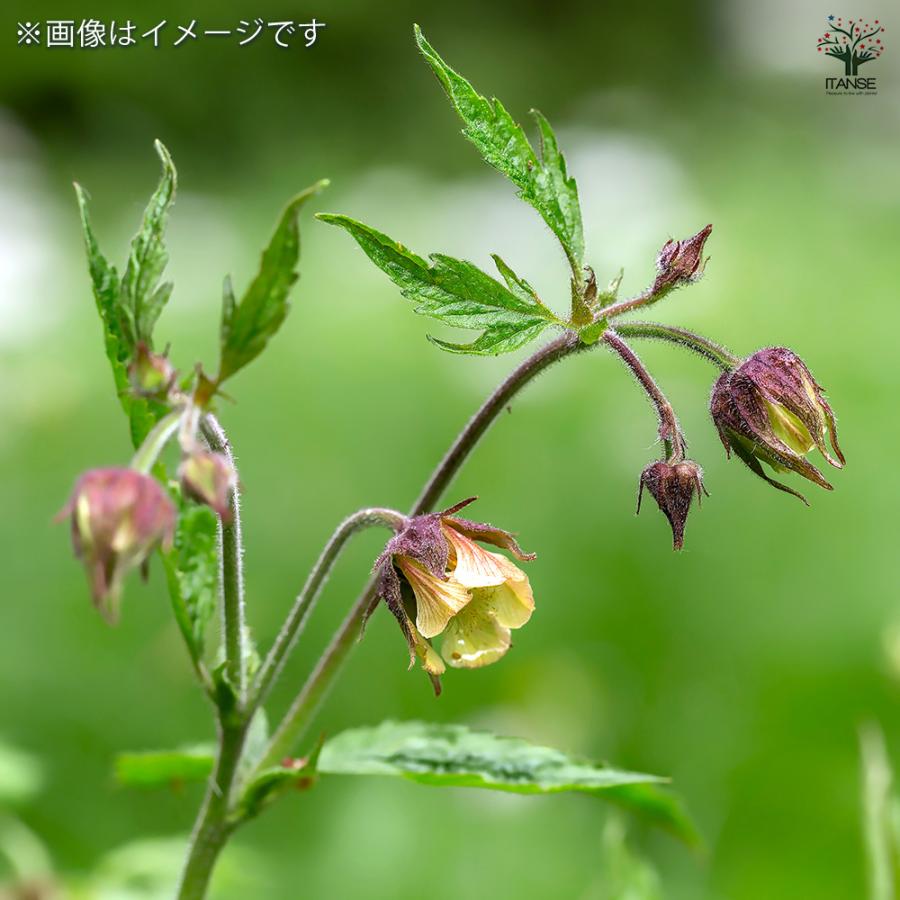 ゲウム リバレ 花苗 3号/1個売り 花の苗 花 苗 ガーデニング : 野菜苗