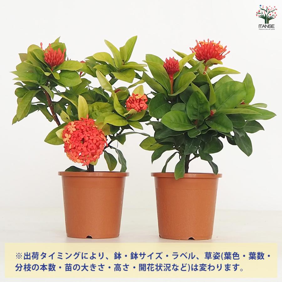 サンタンカ 花木苗 4号/1個売り 熱帯植物 エキゾチック 南国 夏花壇
