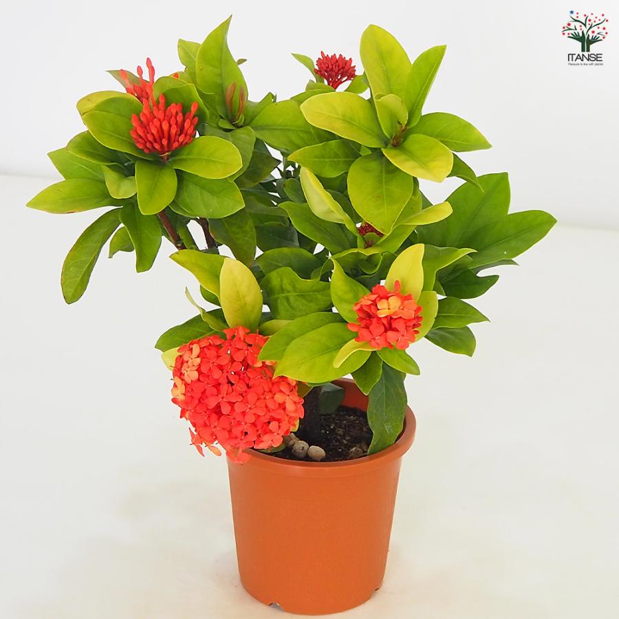 サンタンカ 花木苗 4号/1個売り 熱帯植物 エキゾチック 南国 夏花壇