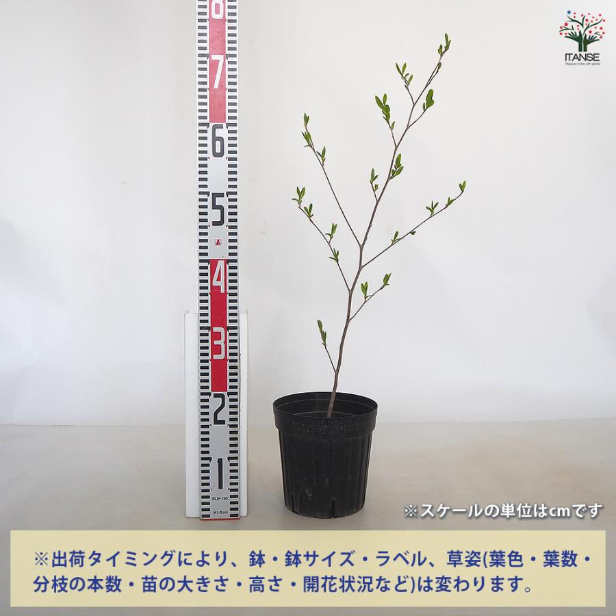 夏椿(シャラノキ) 花木苗 6号/1個売り 夏椿 ツバキ 聖樹 落葉 高木