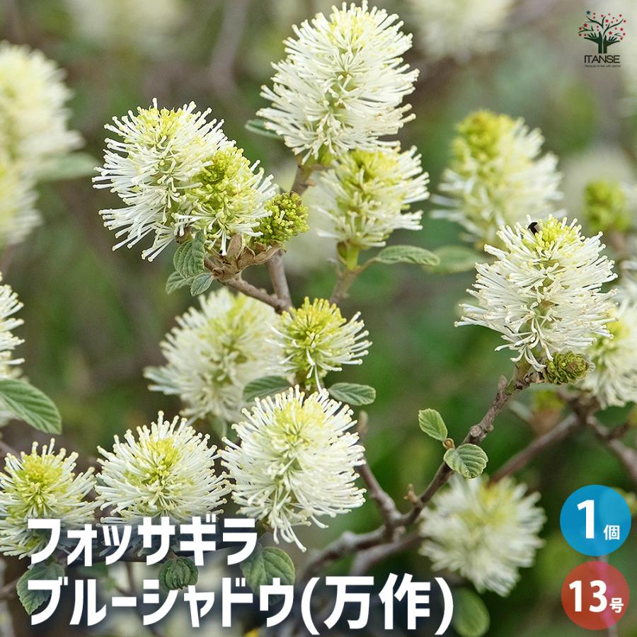 木花様 フォッサギラ ブルーシャドウ(万作) 花木苗 13号/1個売り 万作 落葉