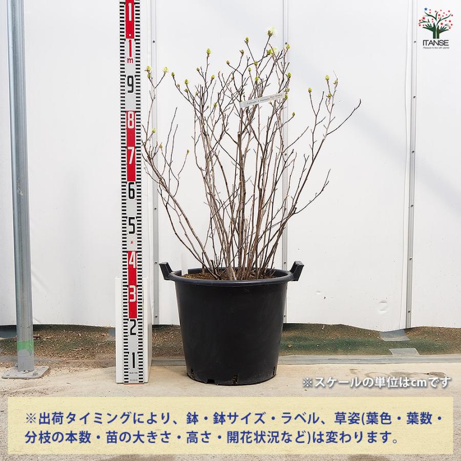 フォッサギラ ブルーシャドウ(万作) 花木苗 13号/1個売り 万作 落葉