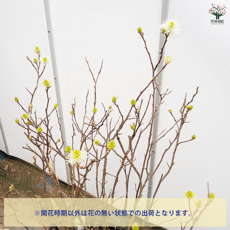 木花様 フォッサギラ ブルーシャドウ(万作) 花木苗 13号/1個売り 万作 落葉