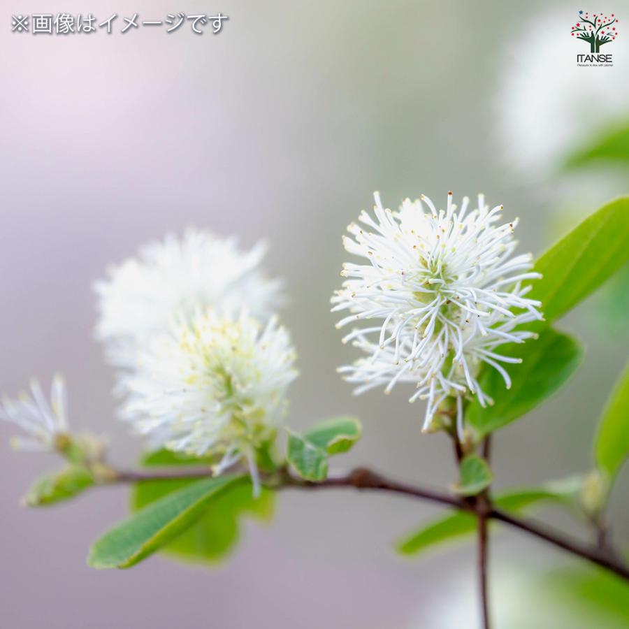 木花様 フォッサギラ ブルーシャドウ(万作) 花木苗 13号/1個売り 万作 落葉