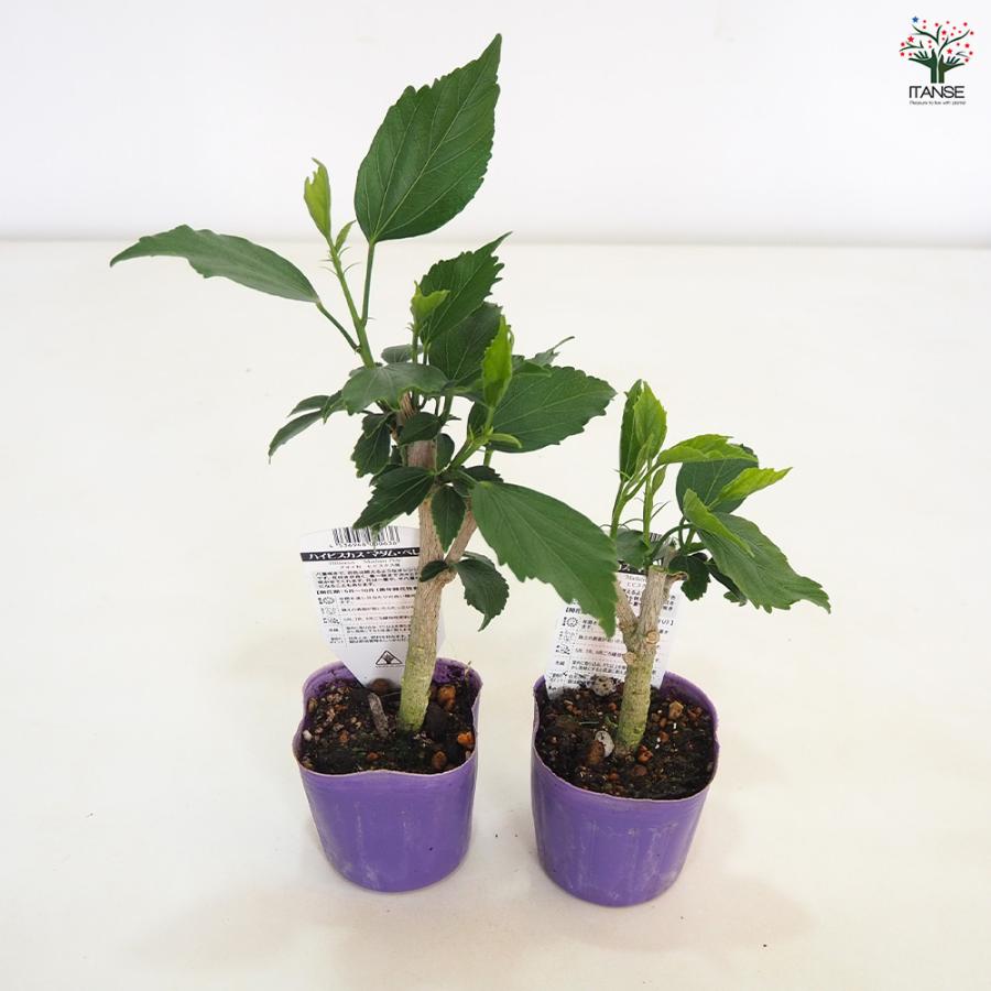 ハイビスカス マダムペレ 花木苗 3号/1個売り ハワイアン Hibiscus