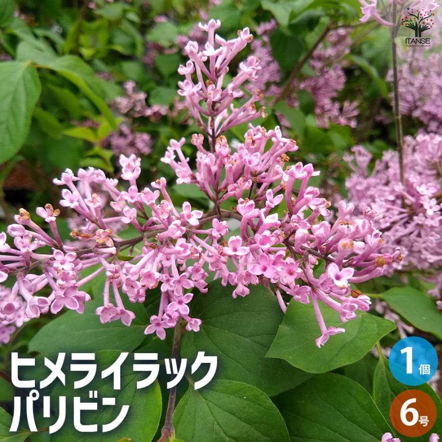 ヒメライラック 確認用 【公式通販】