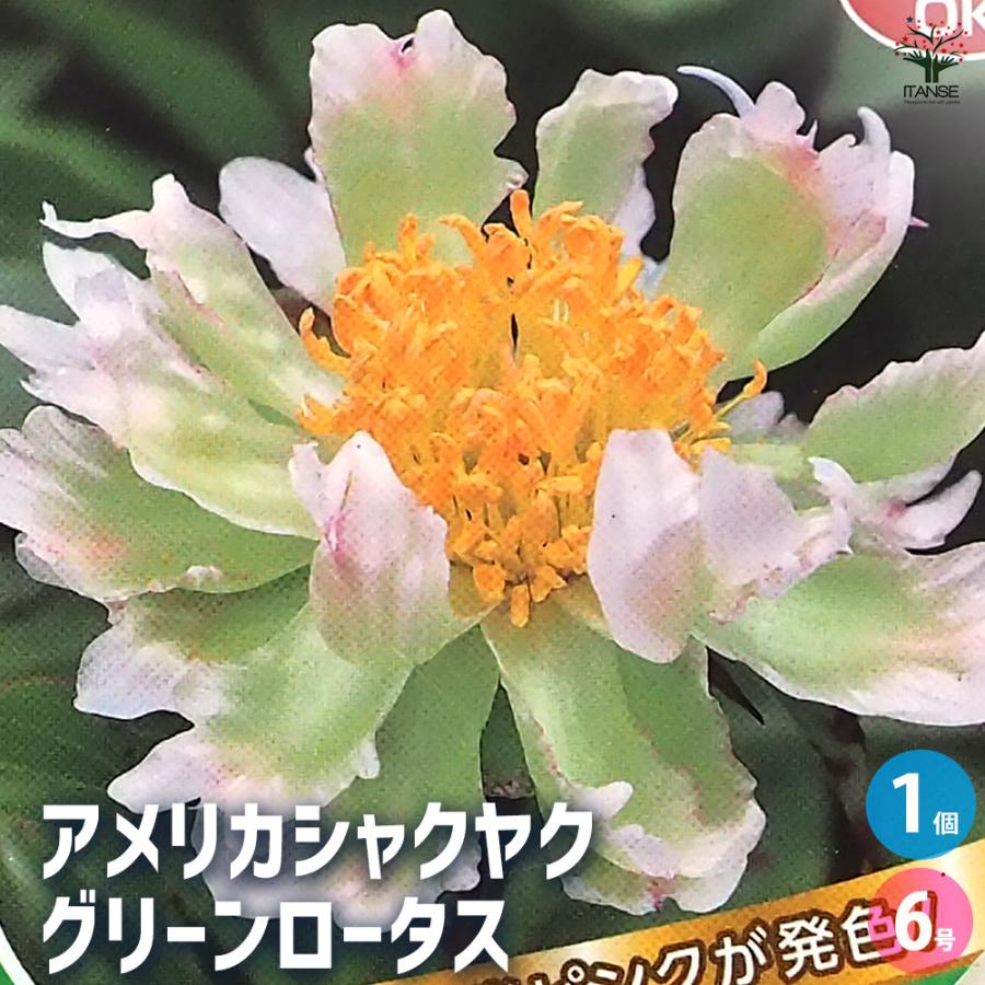 アメリカシャクヤク グリーンロータス 花木苗 6号/1個売り シャクヤク