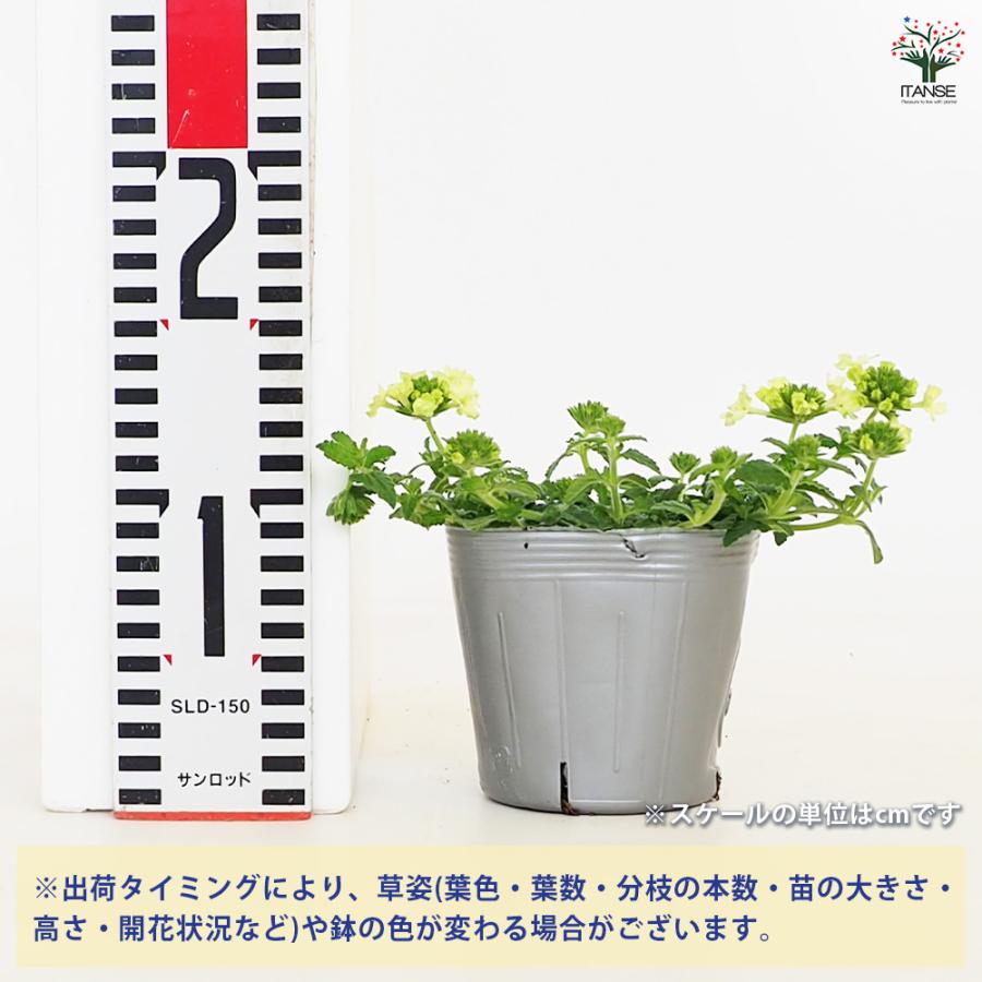 宿根バーベナ ラナイ アップルグリーン 花苗 3.5号/お買い得4個セット 