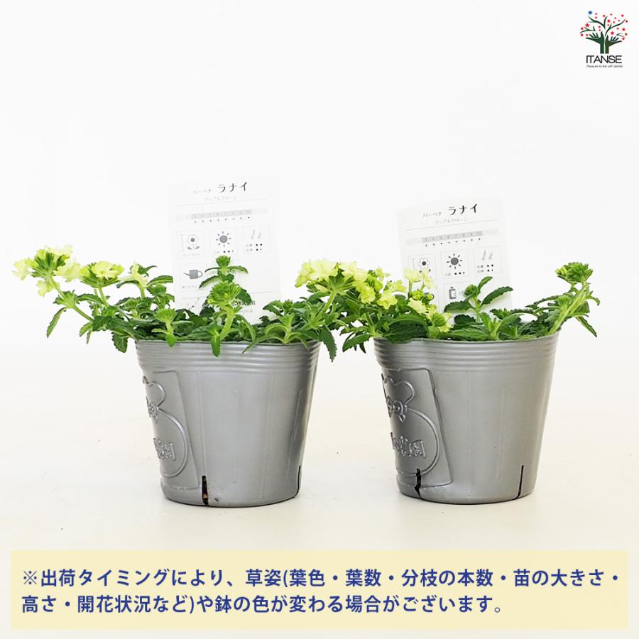 宿根バーベナ ラナイ アップルグリーン 花苗 3.5号/お買い得9個セット