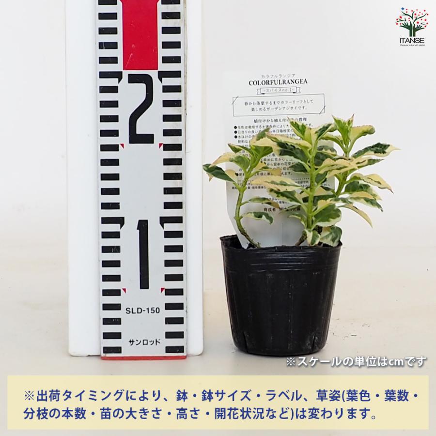 アジサイ苗 楽天市場】【現品】山アジサイ苗 瀬戸の月(セトノツキ) 特大株 7号鉢