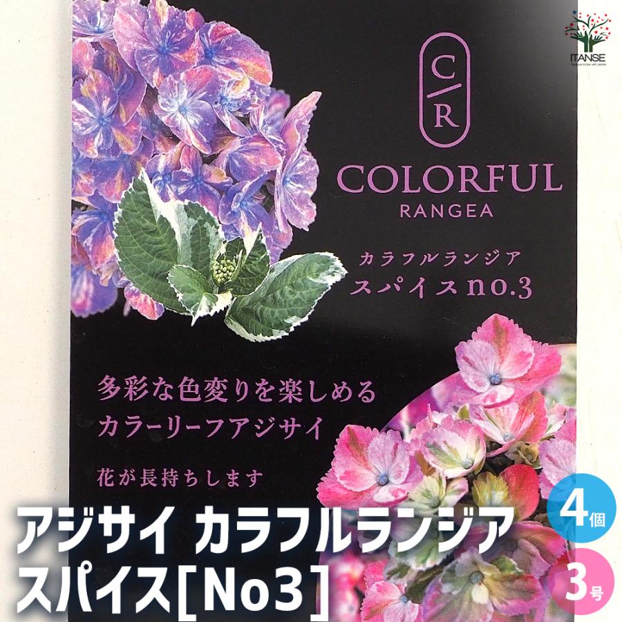 紫陽花とラン 紫陽花どんどん入荷中です〜🐌 個人的に惹かれるのは1枚目、月虹