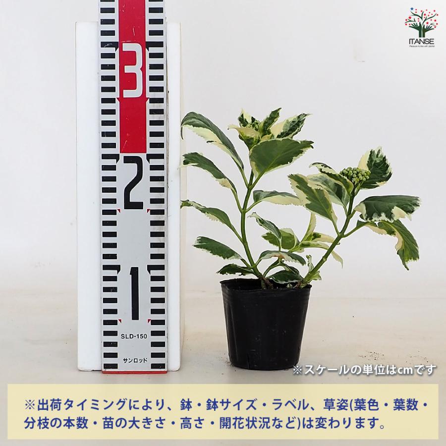 アジサイ カラフルランジア スパイス[No3] 花木苗 3号/お買い得4個