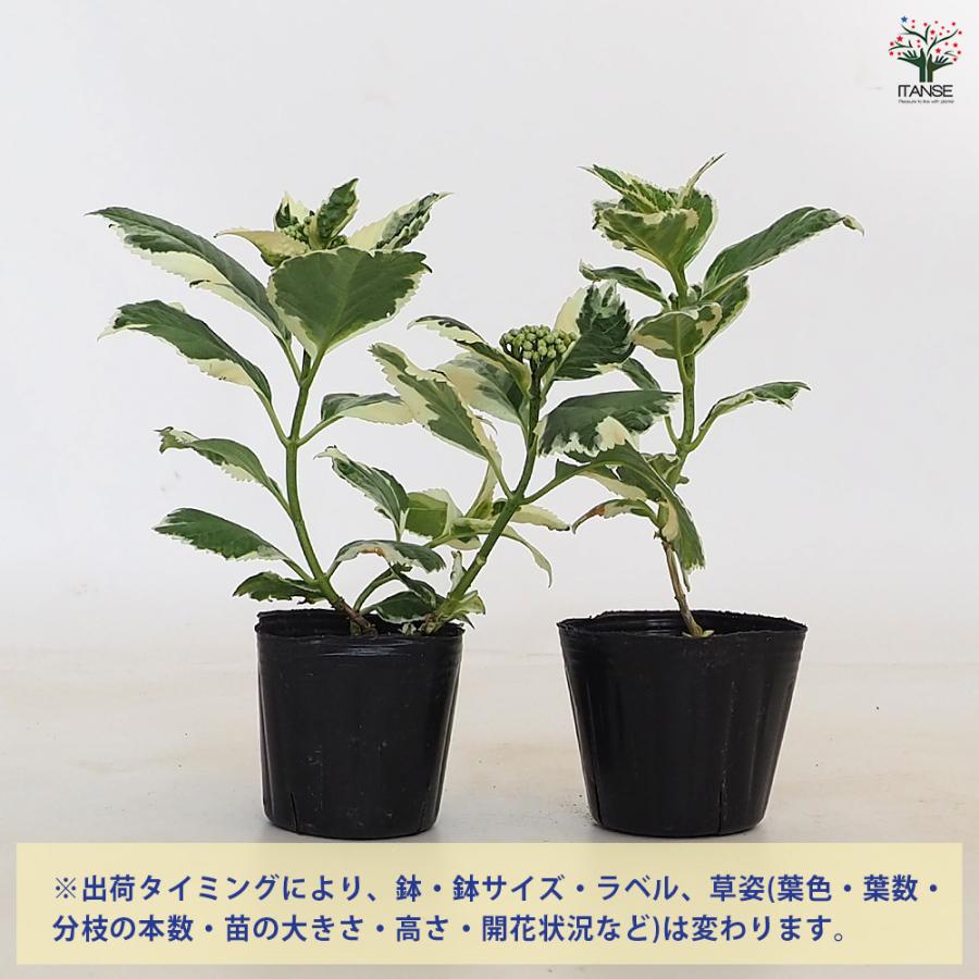 アジサイ カラフルランジア スパイス[No3] 花木苗 3号/お買い得4個