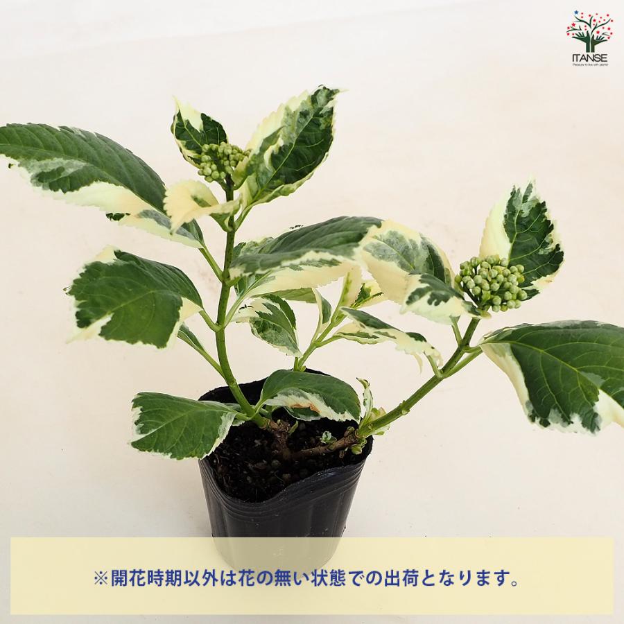 アジサイ カラフルランジア スパイス[No3] 花木苗 3号/お買い得4個