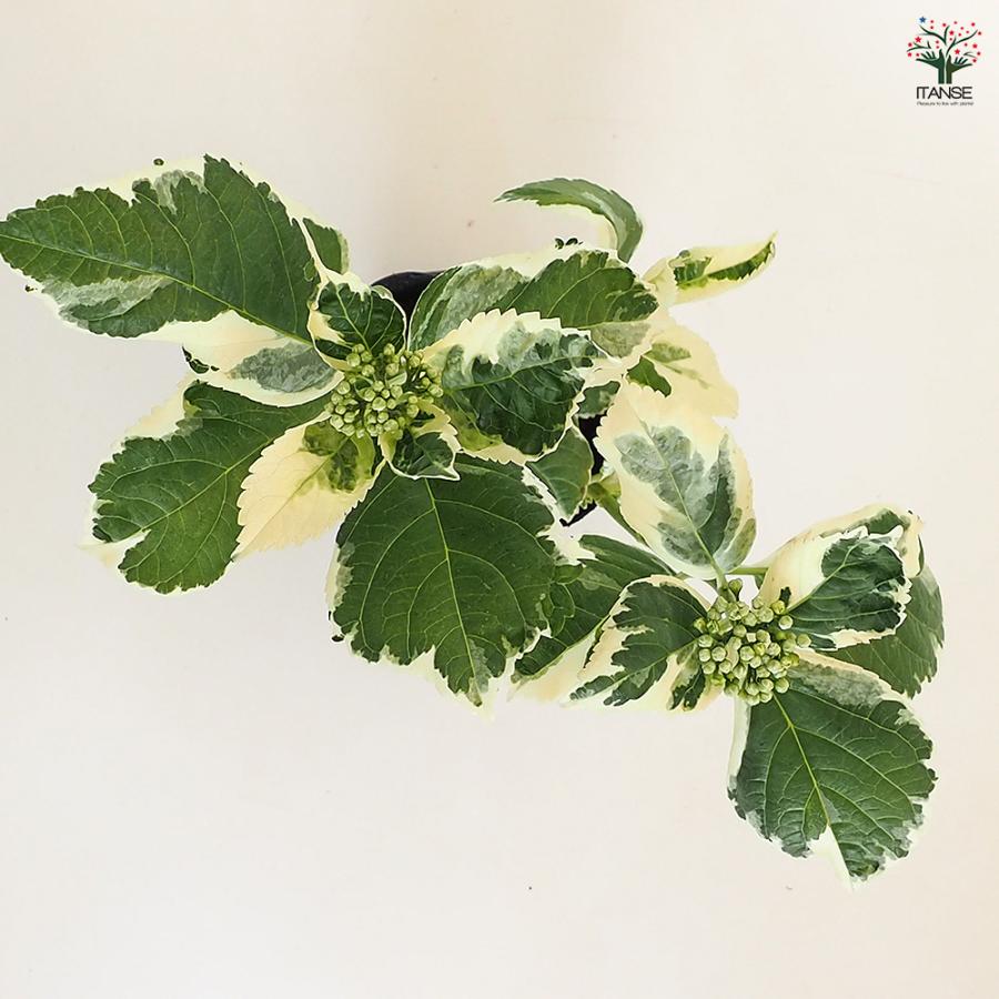 アジサイ カラフルランジア スパイス[No3] 花木苗 3号/お買い得4個