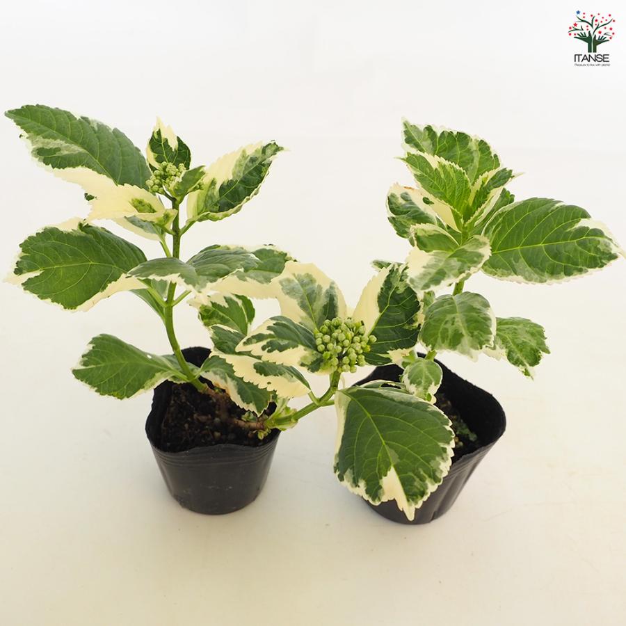 アジサイ カラフルランジア スパイス[No3] 花木苗 3号/お買い得4個