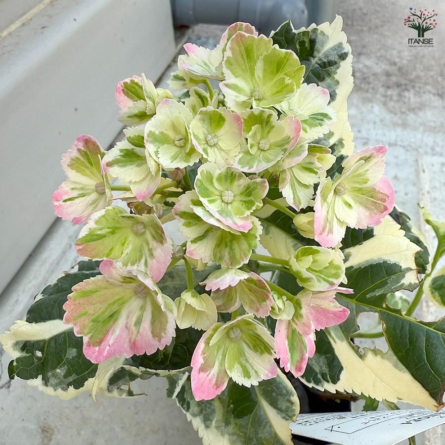 アジサイ カラフルランジア スパイス[No3] 花木苗 3号/お買い得4個