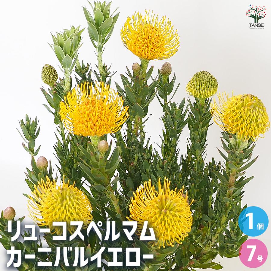 リューコスペルマム カーニバルイエロー 花木苗 7号/1個売り 花苗 花の