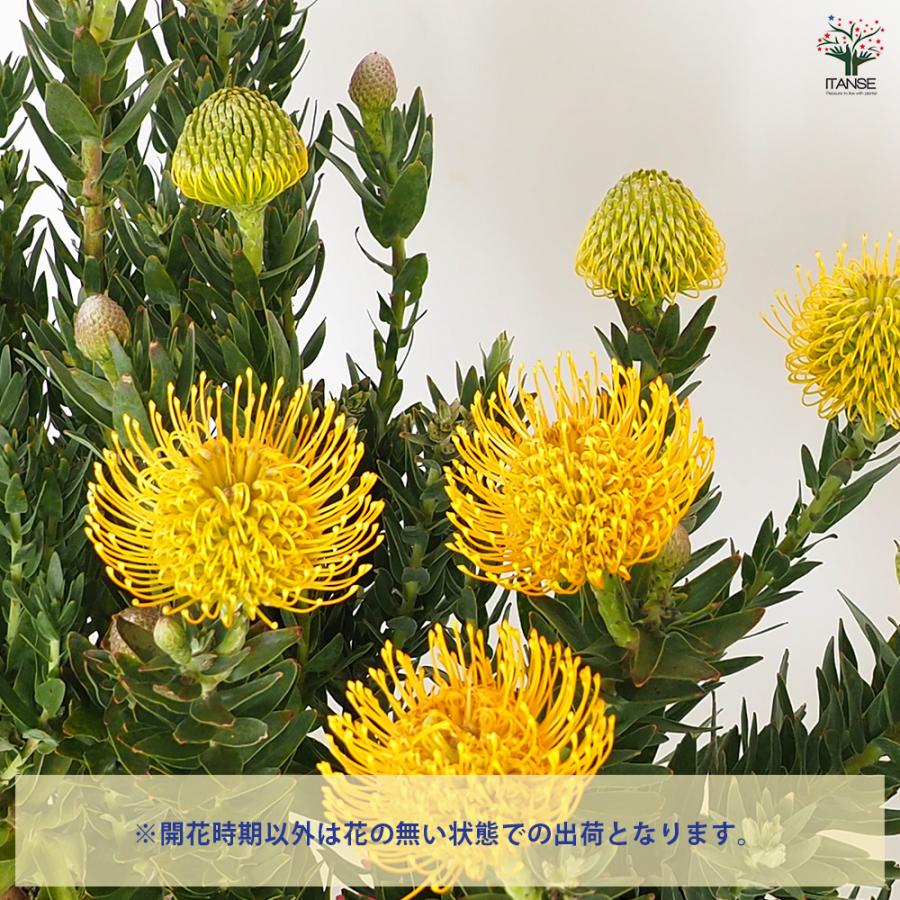 リューコスペルマム カーニバルイエロー 花木苗 7号/1個売り 花苗 花の