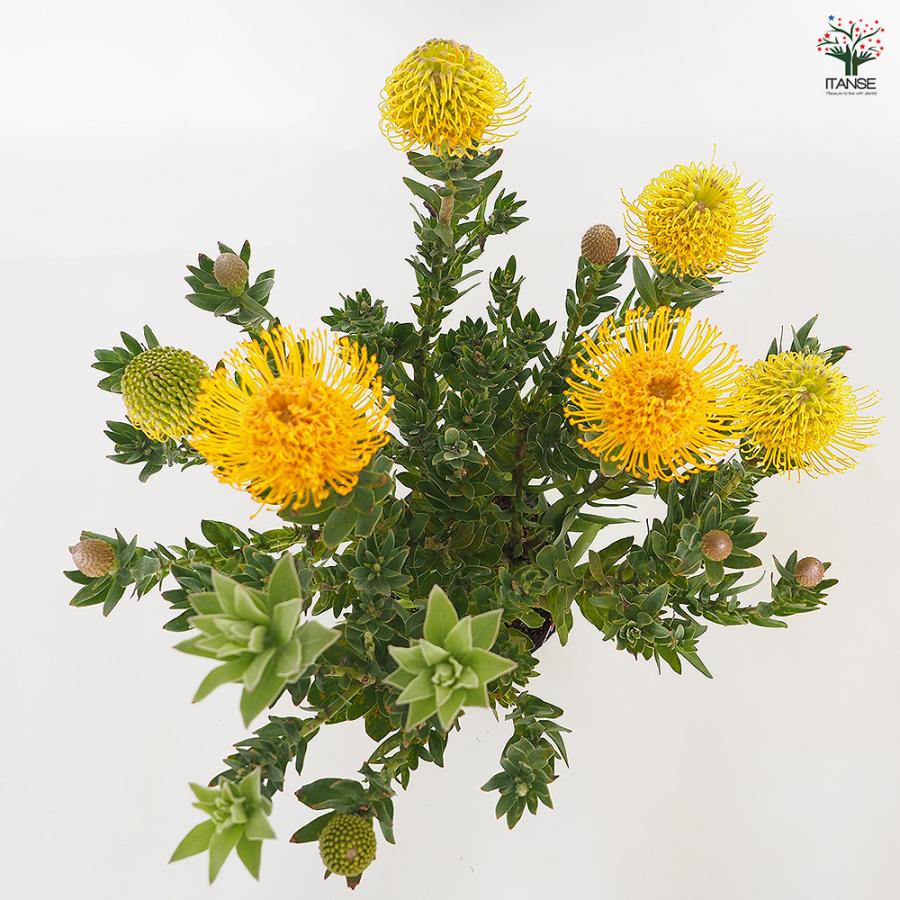 リューコスペルマム カーニバルイエロー 花木苗 7号/1個売り 花苗 花の