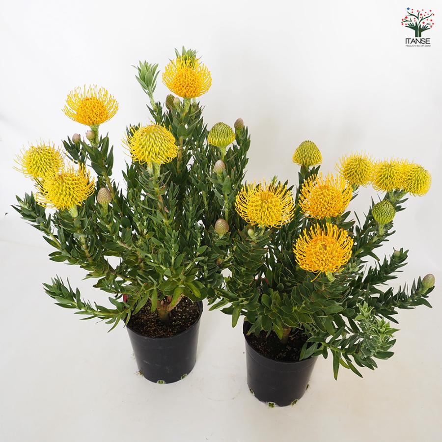 リューコスペルマム カーニバルイエロー 花木苗 7号/1個売り 花苗 花の