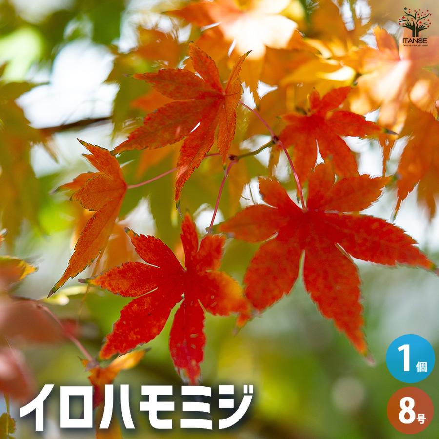イロハモミジ/889 イロハモミジ 販売