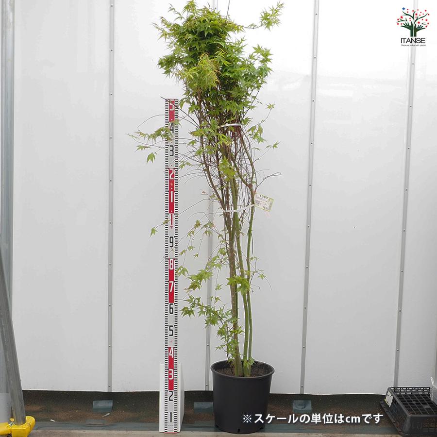 イロハモミジ 花木苗 8号/1個売り 庭木の苗 植木の苗木 モミジ 紅葉
