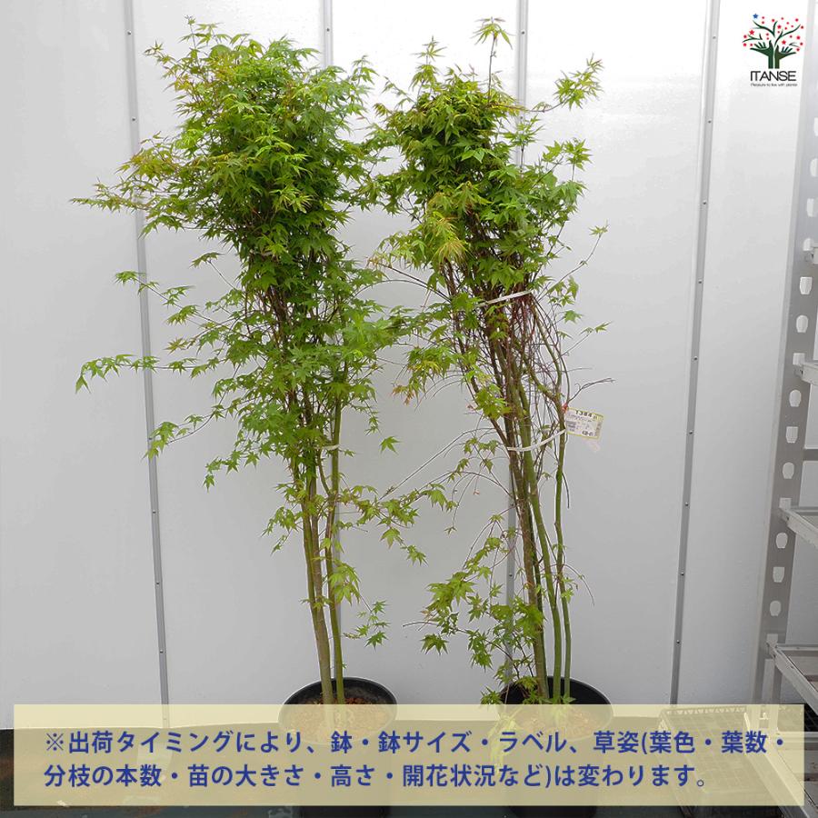 イロハモミジ 花木苗 8号/1個売り 庭木の苗 植木の苗木 モミジ 紅葉