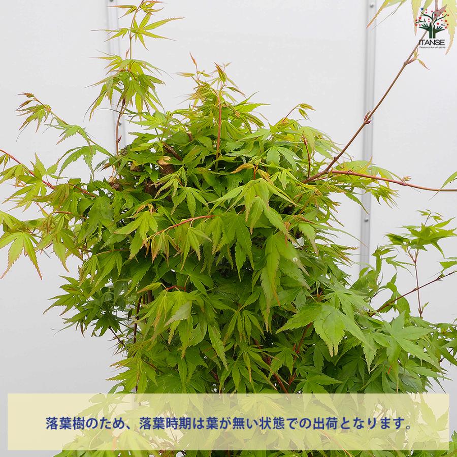 イロハモミジ 花木苗 8号/1個売り 庭木の苗 植木の苗木 モミジ 紅葉