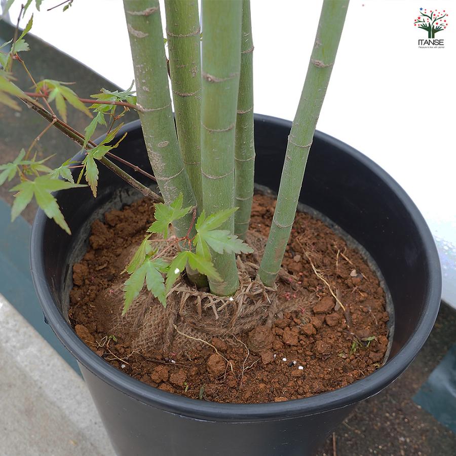 イロハモミジ 花木苗 8号/1個売り 庭木の苗 植木の苗木 モミジ 紅葉