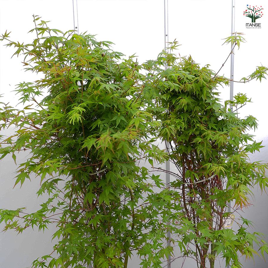 イロハモミジ 花木苗 8号/1個売り 庭木の苗 植木の苗木 モミジ 紅葉