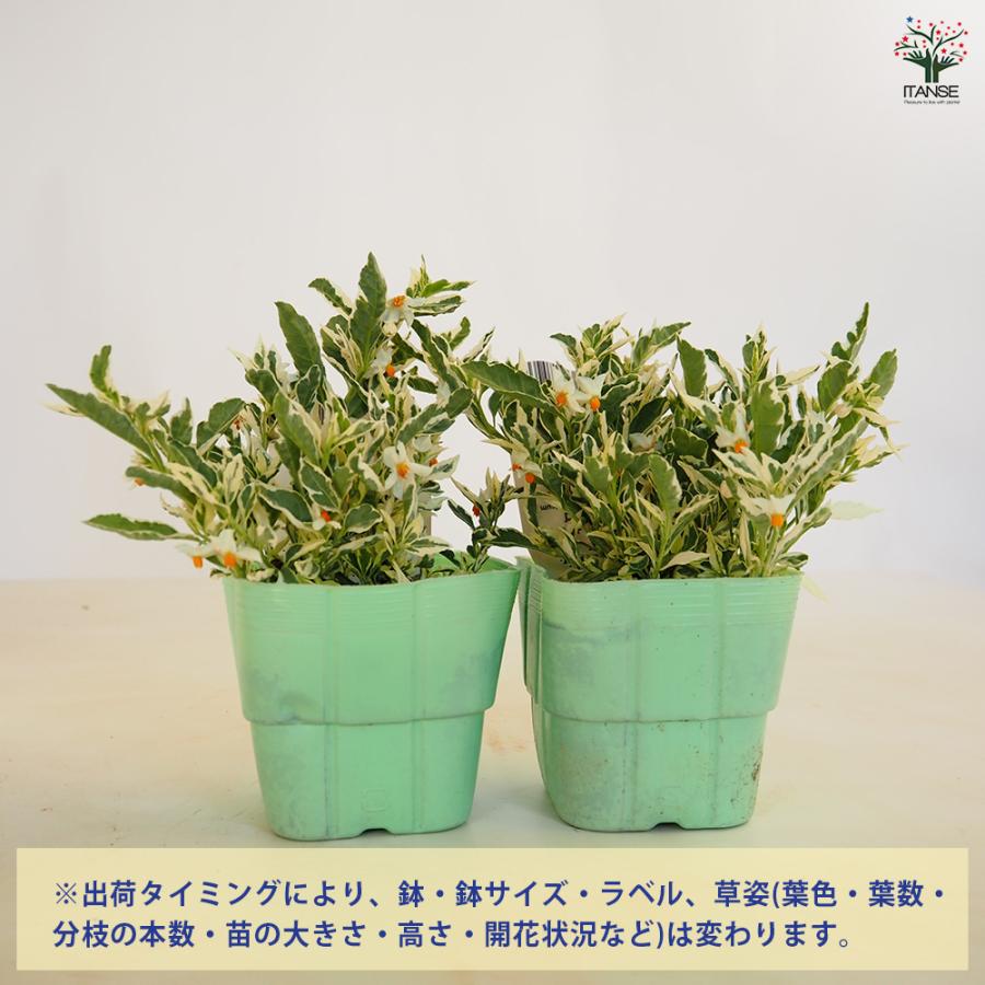 ソラナム スノーサンゴ 花木苗 3.5号/1個売り ナス科 ナス 常緑 低木 
