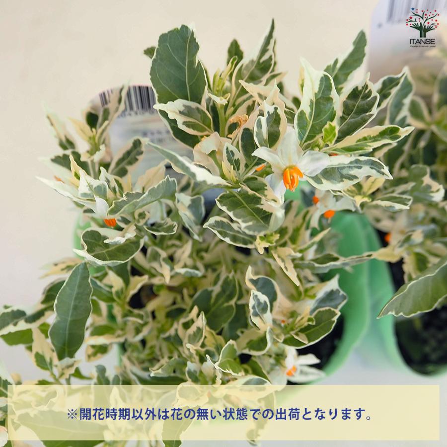 ソラナム スノーサンゴ 花木苗 3.5号/1個売り ナス科 ナス 常緑 低木 
